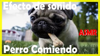 SONIDO DE PERRO COMIENDO CONCENTRADO CROQUETAS  Efecto de sonido  ASMR [upl. by Stefanac]