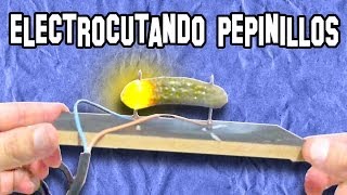 🔴 Como Electrocutar Pepinillos con 220 Voltios  Experimentos Caseros  LlegaExperimentos [upl. by Kei548]