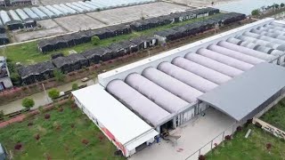 Dutch expert helps to modernize Chinese mushroom farms [upl. by Odessa]