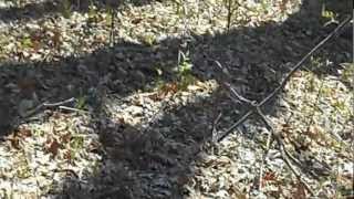 Blue racer snake Coluber constrictor foxi in Manistee National Forest [upl. by Aneger]