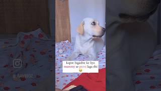 Kuch to bolna chah ri😁😂labrador doglover funny comedy shorts fyp ytshort explore love [upl. by Ardnuassak436]