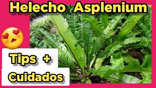 🔥🔥🔥 Las REGLAS de ORO del Asplenium ❤️ cuidados ABONO RIEGOS problemas FRECUENTES sustrato [upl. by Jan947]