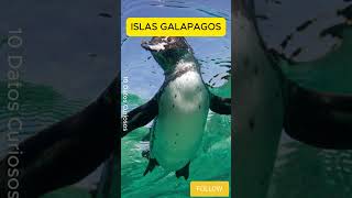 10 Datos Curiosos que NO sabias sobre las ISLAS GALAPAGOS Ecuador [upl. by Nivac791]