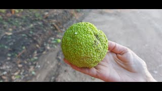 Maclura pomifera El Naranjo de Luisiana Naranjo de los Osages [upl. by Armalla]