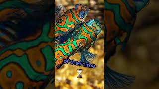 The Mandarinfish The Ocean’s Most Colorful Jewel wildlifeshorts [upl. by Lugar]