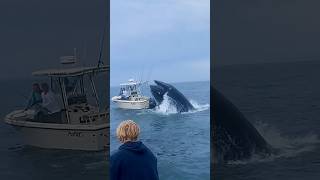 Whale Sinks Fishing Boat Can’t Believe we Filmed it fishing whale 🎥 IGcalyager [upl. by Maltz]