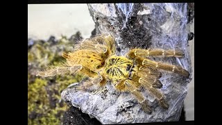 Pterinochilus murinus The OBT egg sac hatch and sling collection [upl. by Carpet807]