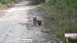 A Tiger on the trail  Jim Corbett Tiger Reserve [upl. by Nomrej186]