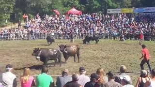 Herbststechfest in der Goler Arena in Raron [upl. by Ahsitan]