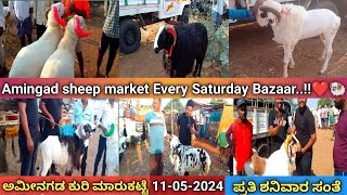 ಅಮೀನಗಡ ಕುರಿ ಮತ್ತು ಮೇಕೆ ಮಾರುಕಟ್ಟೆ  11052024  karnataka Amingad sheep market  ಪ್ರತಿ ಶನಿವಾರ [upl. by Anawahs]