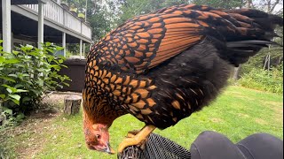 Curious Chicken Perches on Lawn Chair [upl. by Ivanah796]