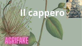 IL CAPPERO Capparis spinosa LA PIANTA DEI CAPPERI E DEI CUCUNCI O COCUNCI [upl. by Ciel]