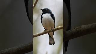 BLACKTHROATED BLUE WARBLER SINGING music shorts youtube trending birds warbler song cute [upl. by Barbabra]