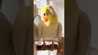 Cutest Thing Ever 🥰 cockatielscraze [upl. by Donaghue]