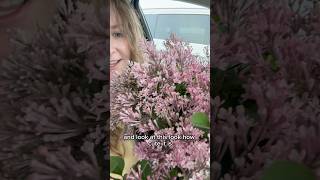 Planting a Bloomerang Purpink lilac in the spring 🎉 Part 3 of 3 spring gardening flowers [upl. by Rehpotsirhk]