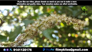 Flowers  214  Mallotus philippensis [upl. by Gustave]