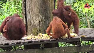 Sepilok Orangutan Rehabilitation Centre 2024 [upl. by Anidene]