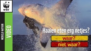 Een haai eet erg netjes… Waar Of niet waar [upl. by Einaffyt]