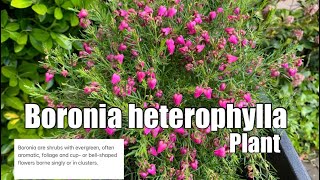 Boronia Heterophylla Flower [upl. by Nesahc]