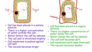 CCEA GCSE Biology Unit 2 Osmosis and plant transport 3 osmosis and cells [upl. by Gurevich]