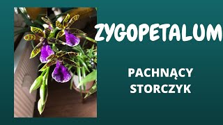 Zygopetalum Cambria Pachnący storczyk [upl. by Coriss543]