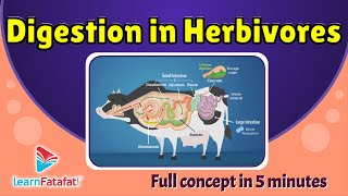 Digestion in Herbivores  The Ruminants  CBSE Class 7 Chapter 2 Nutrition in Animals LearnFatafat [upl. by Ari823]