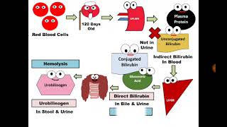 Urine Analysis 10 Bilirubin amp Urobilinogen [upl. by Ana908]