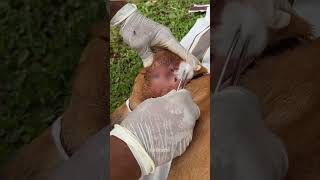 Puppies Rescued With Maggots ampWound 😭☹️😢shorts [upl. by Anrapa]