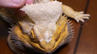 EXTREMELY SATISFYING REMOVING BEARDED DRAGON FULL HEAD SHED [upl. by Jeremie]