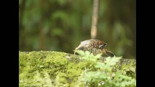 The spotted laughingthrush Ianthocincla ocellataincredibleindia birdofindia indianbirds shiva [upl. by Roots637]