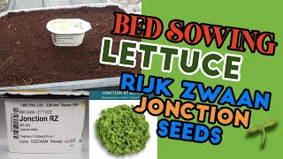 Lettuce Sowing Rijk Zwaan Jonction Seeds Part 1  Edgars Rooftop Garden Philippines [upl. by Nilra]