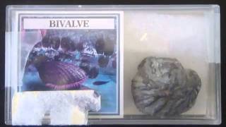 Fossilized Bivalve [upl. by Nodab]