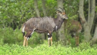 Nyala Antelope [upl. by Norabel]