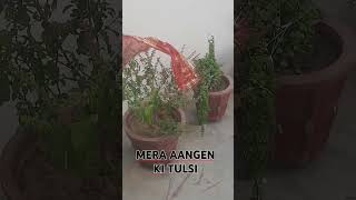 LAHER LAHER LAHERA A RE MERA AANGEN KI TULSI NEW SONGsuperhit [upl. by Marceau]