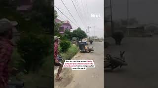 A rhino from Nepal’s Chitwan National Park stirs panic as it wanders into Nawalpur’s streets [upl. by Alaine767]