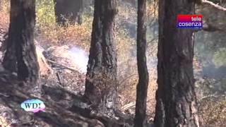 Longobucco incendi dolosi in fumo 600 ettari di bosco [upl. by Ianahs]