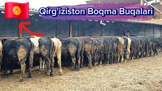 Xasnboydan Qirgiziston Boqma Buqalari va Yosh Kochat Novvoslari 6dekabr 2024 [upl. by Diba448]