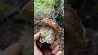 PORCINI SETTEMBRINI 😍porcini boletus funghi funghiporcini boletusedulis fungo porcino [upl. by Byers]