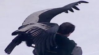 Condor BREAKS LOOSE at Hockey Game [upl. by Talich]