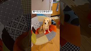 47 なんかわからんけど反省中 チワックス 反省 犬 うんち ミックス犬 [upl. by Stephania446]