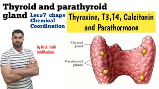 Thyroid and Parathyroid gland Thyroxine T3 T4 Calcitonin hyper and Hypo secretion [upl. by Apostles442]