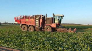 Sugarbeet harvest with 2 phases Gilles equipment [upl. by Bianca]