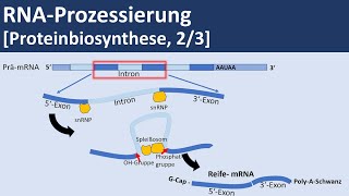 RNA Prozessierung Proteinbiosynthese 23  Biologie Genetik Oberstufe [upl. by Alema]