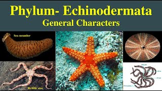 Echinodermata  General characters of phylum Echinodermata  Phylum Echinodermata [upl. by Siana]