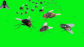 GREEN SCREEN Flies fly Effects footage video  chroma key flies effects animation  by Crazy Editor [upl. by Mercedes]