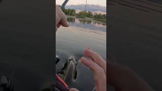 Tail Slapshorts fishing agressive pike angling kayakfishing exciting viral fish blowup [upl. by Goodkin]