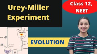 Millers Experiment  Class 12  Evolution [upl. by Salvucci]