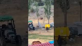 Grizzly Bears Attack in Town Kangal Shepherd Dog Protect House 🏠 shorts wildlife dogs [upl. by Peirce]