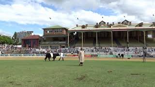 Ring 5  South Devon Devon Murray Grey amp Belted Galloway [upl. by Egan472]