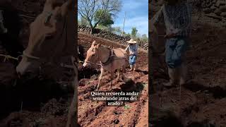 Sembrando en el rancho con arado 🐴 [upl. by Florrie]